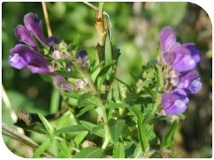 Baicalein used as an Ingredient in Lymph Tonic
