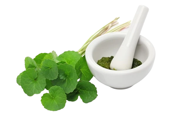 Gotu Kola Extract used as an Ingredient in Lymph Tonic
