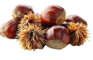 Horse Chestnut Extract used as an Ingredient in Lymph Tonic
